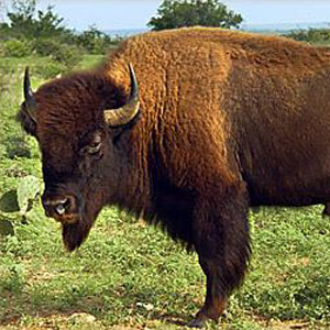 The Results Are In, Says The Wildlife Conservation Society, And You Love ... Buffalo?